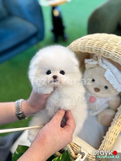 Mini pomerian Spitz balasi — Bakı
