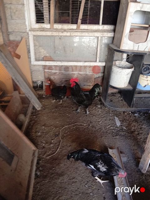 Xoruz, il: >5 Ünvandan götürmə — Bakı