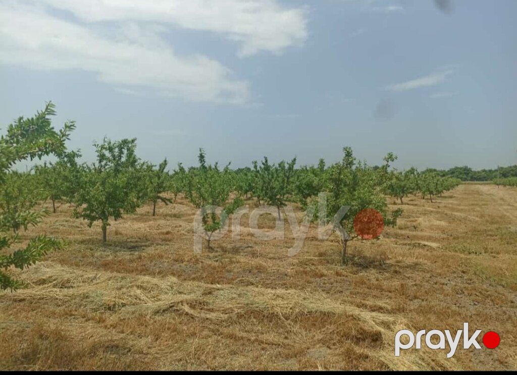 10000 sot torpaq sahəsi, Xaçmaz r — Torpaq, Xaçmaz (11)