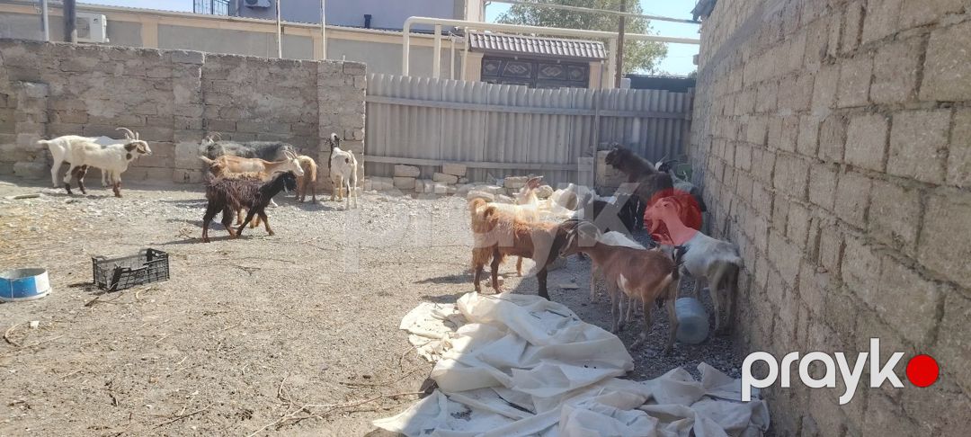 Keçilər və çəpişlər — Kənd təsərrüfatı heyvanları, Bakı (2)