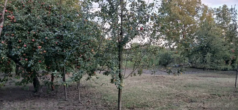 Satılır Torpaq 44 sot Qəbələ — Torpaq, Qəbələ (7)