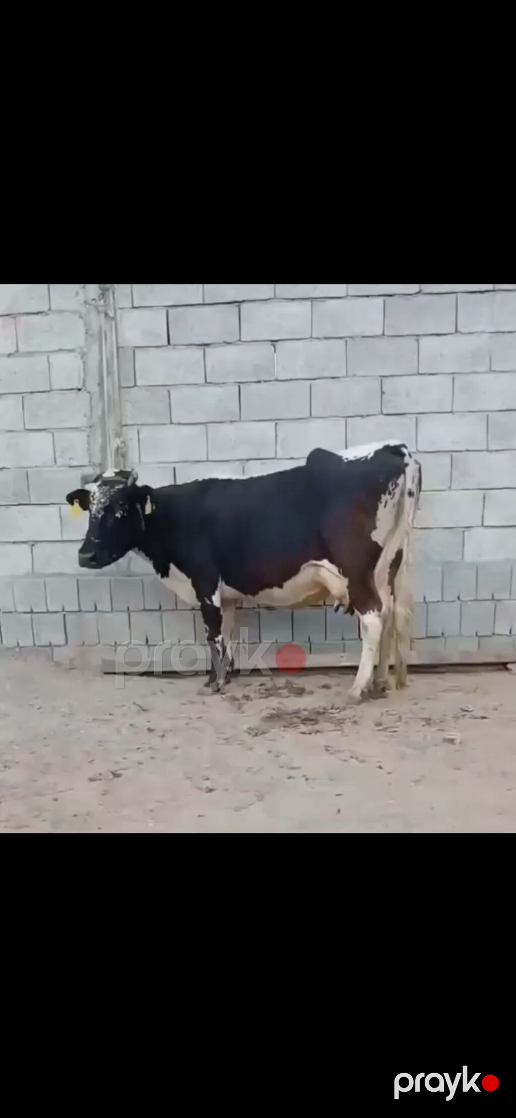 Siyah-ağ rəngli, iri süd verən inək və balası. - Cins tipi: Holştayn — Kənd təsərrüfatı heyvanları, Zaqatala (4)