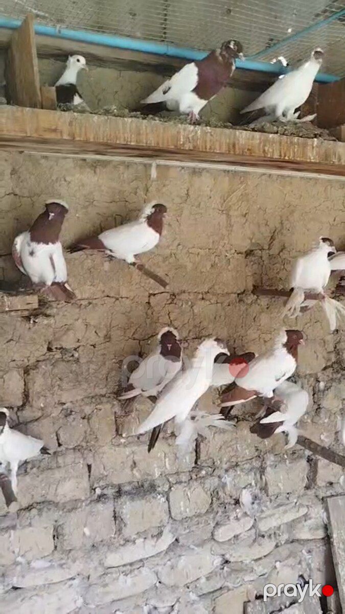 Göyərçin — Quşlar, Bakı (4)