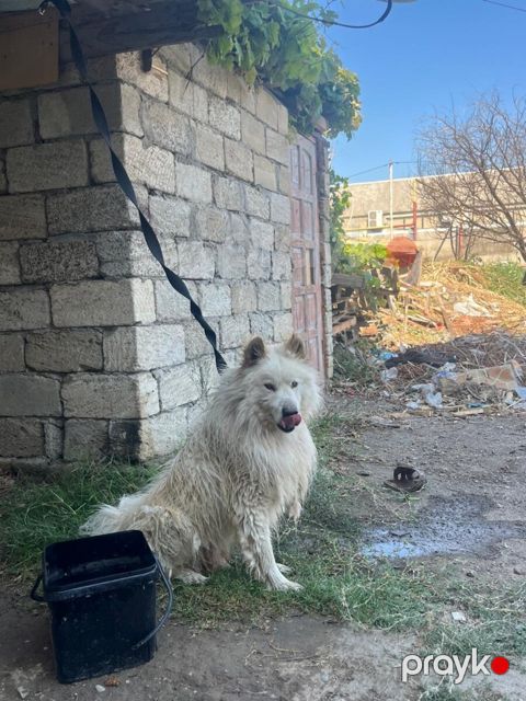 Samoyed it — Bakı