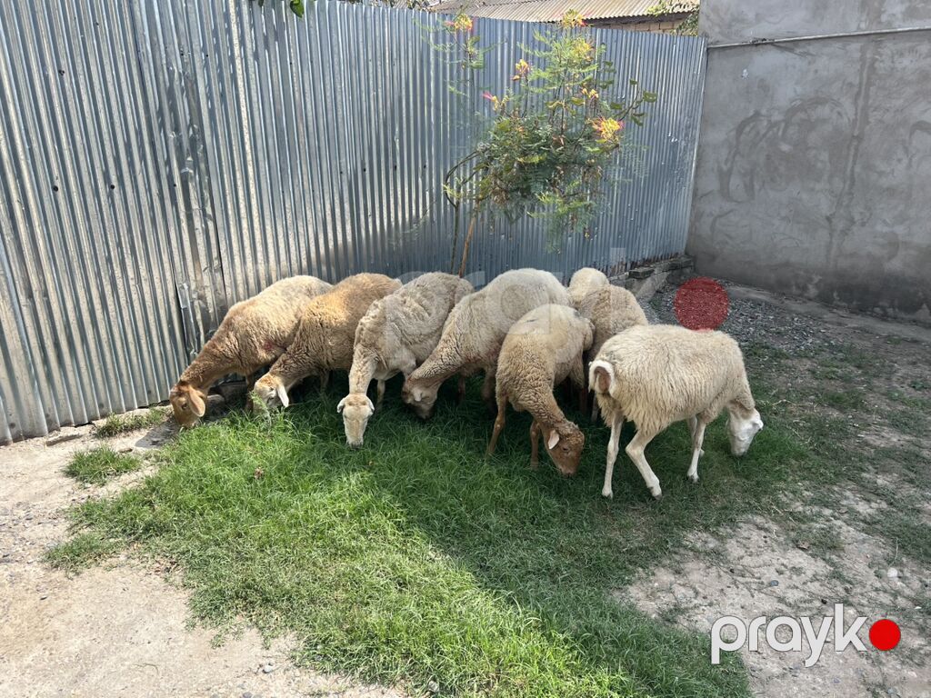 Məhsul: Qoyun sürüsü Təsvir: - Şəkillərdə gördüyünüz kimi bir neçə — Kənd təsərrüfatı heyvanları, Bakı (2)