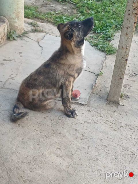 Kanqal — Masallı