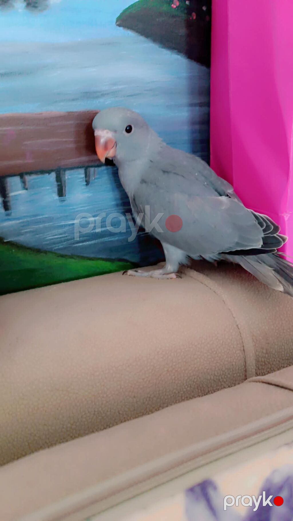 Barter Yoxdur Ojirelivi bala əldə bəslənir wp aktifdir ünvan — Tutyun papağayı, Masazır (8)