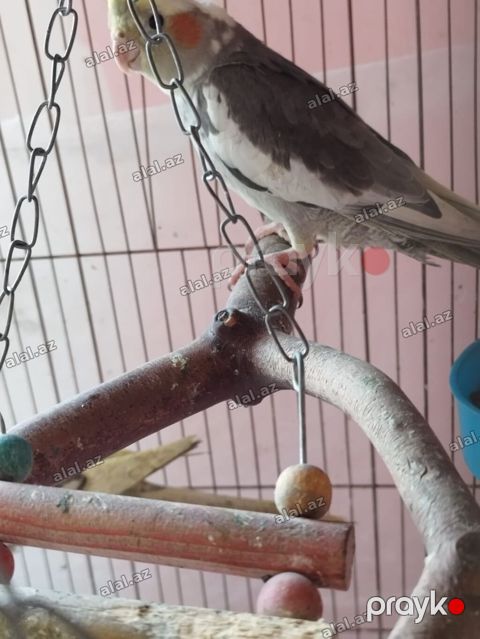 Nimfa (cockatiel) papağanı – boz-ağ lələklər, sarı çəngəlvi toqqa və — Bakı