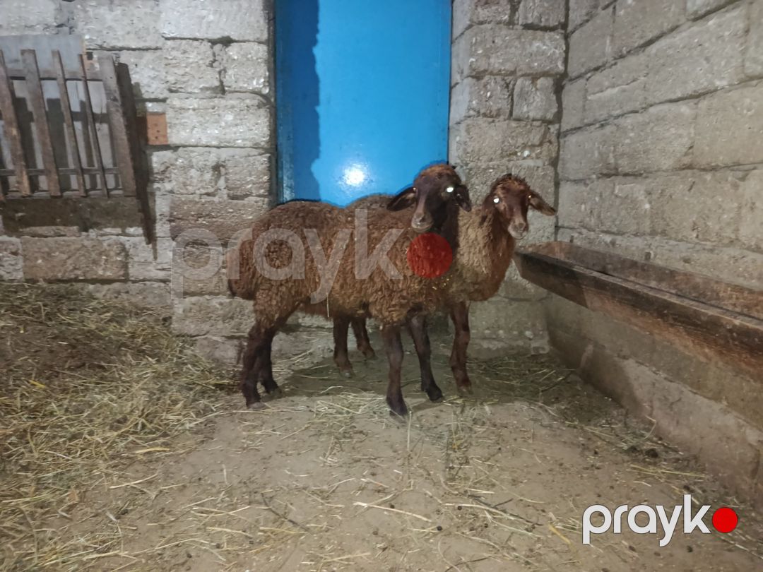 Quzular — Kənd təsərrüfatı heyvanları, Bakı (3)