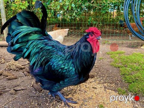 Toyuq, Australorp, Damazlıq — Bakı