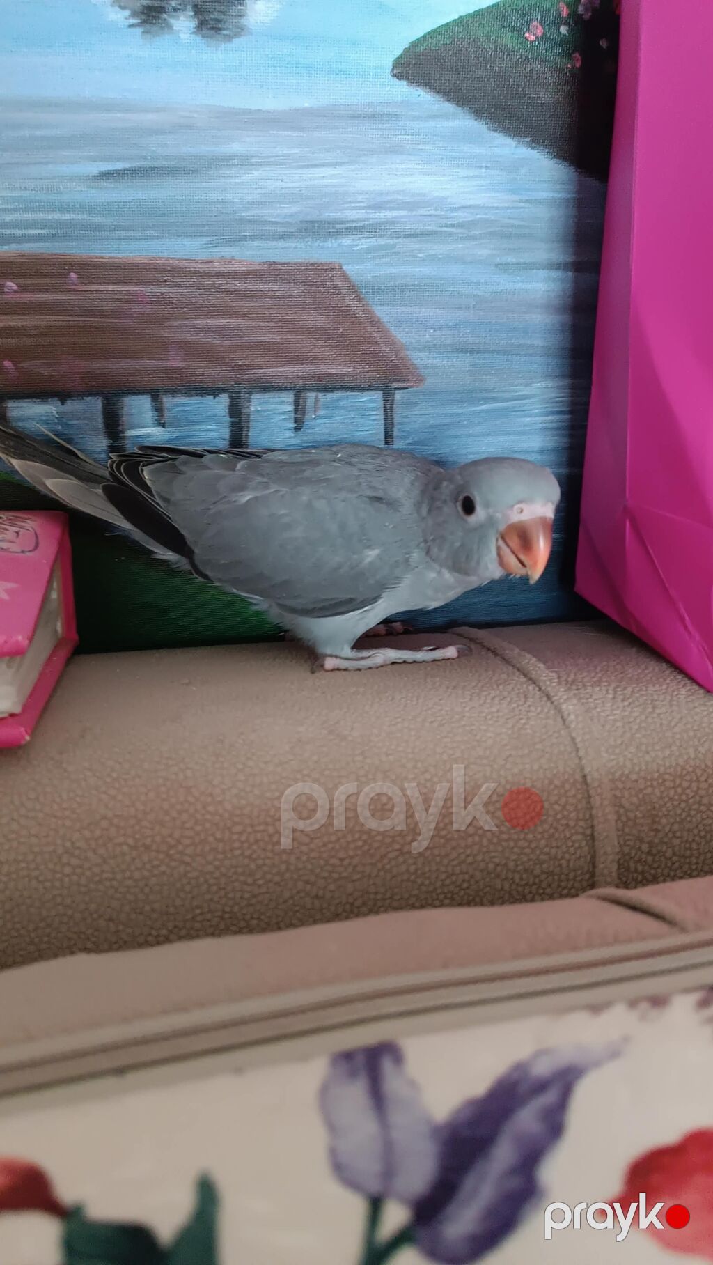 Barter Yoxdur Ojirelivi bala əldə bəslənir wp aktifdir ünvan — Tutyun papağayı, Masazır (7)