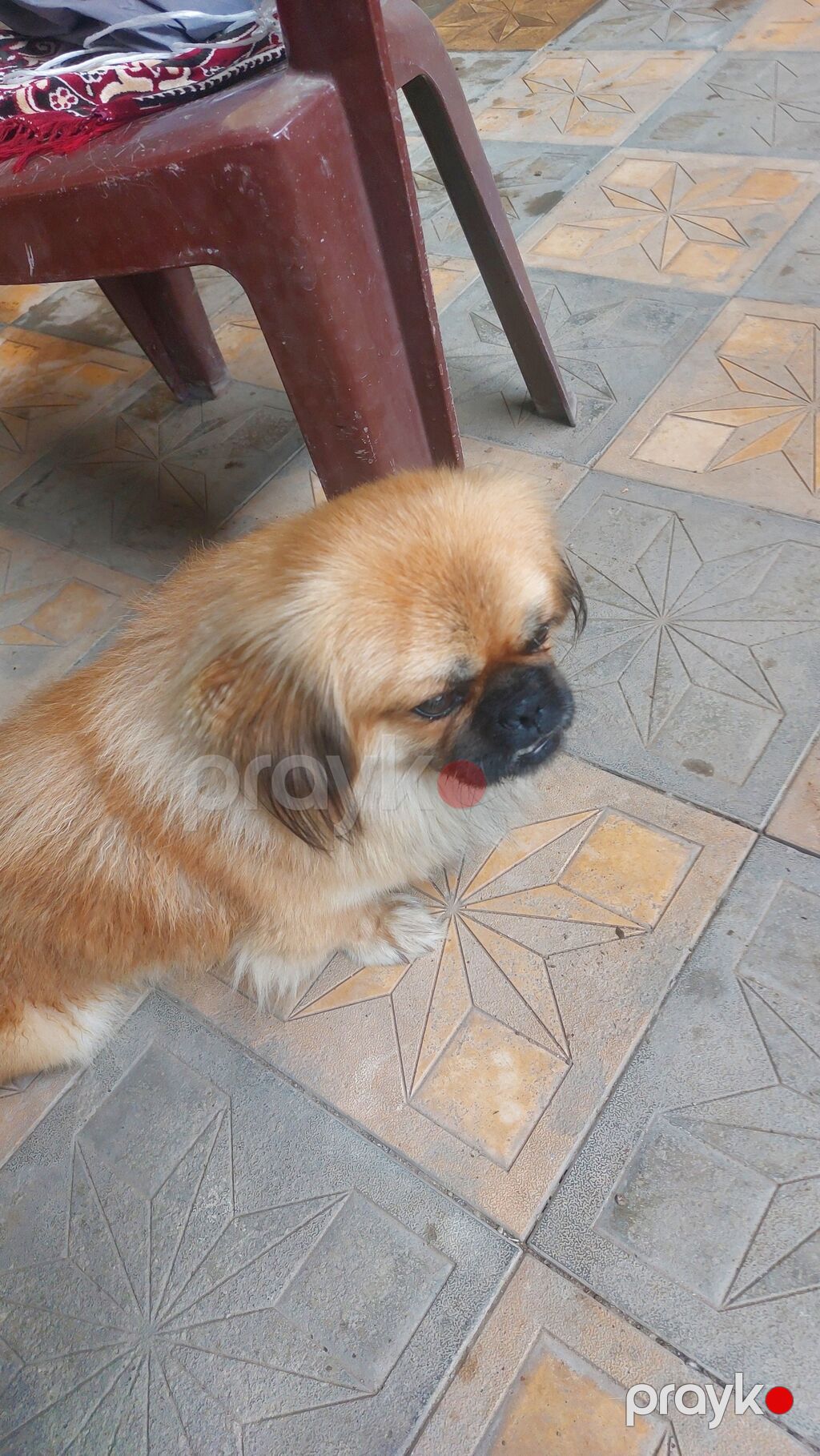 Pekines, 1 il, Erkək — Köpəklər, Gəncə (4)