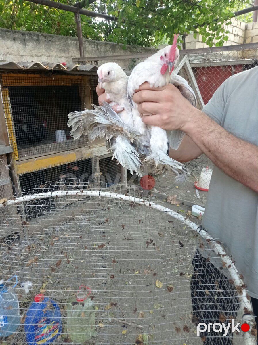 Yaponkalar — Quşlar, Bakı (9)