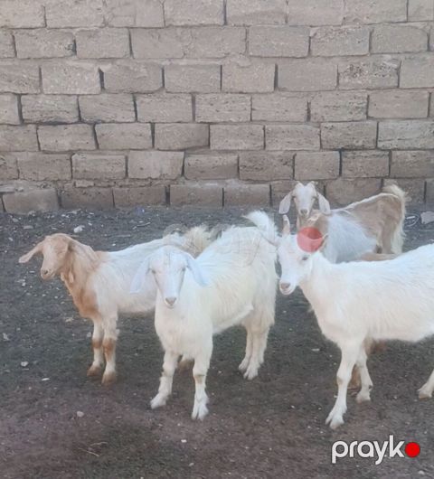 Salam Keçilər Satılır Sani 9 ədədi dişi Sani damazlıq Sani 4 — Digah