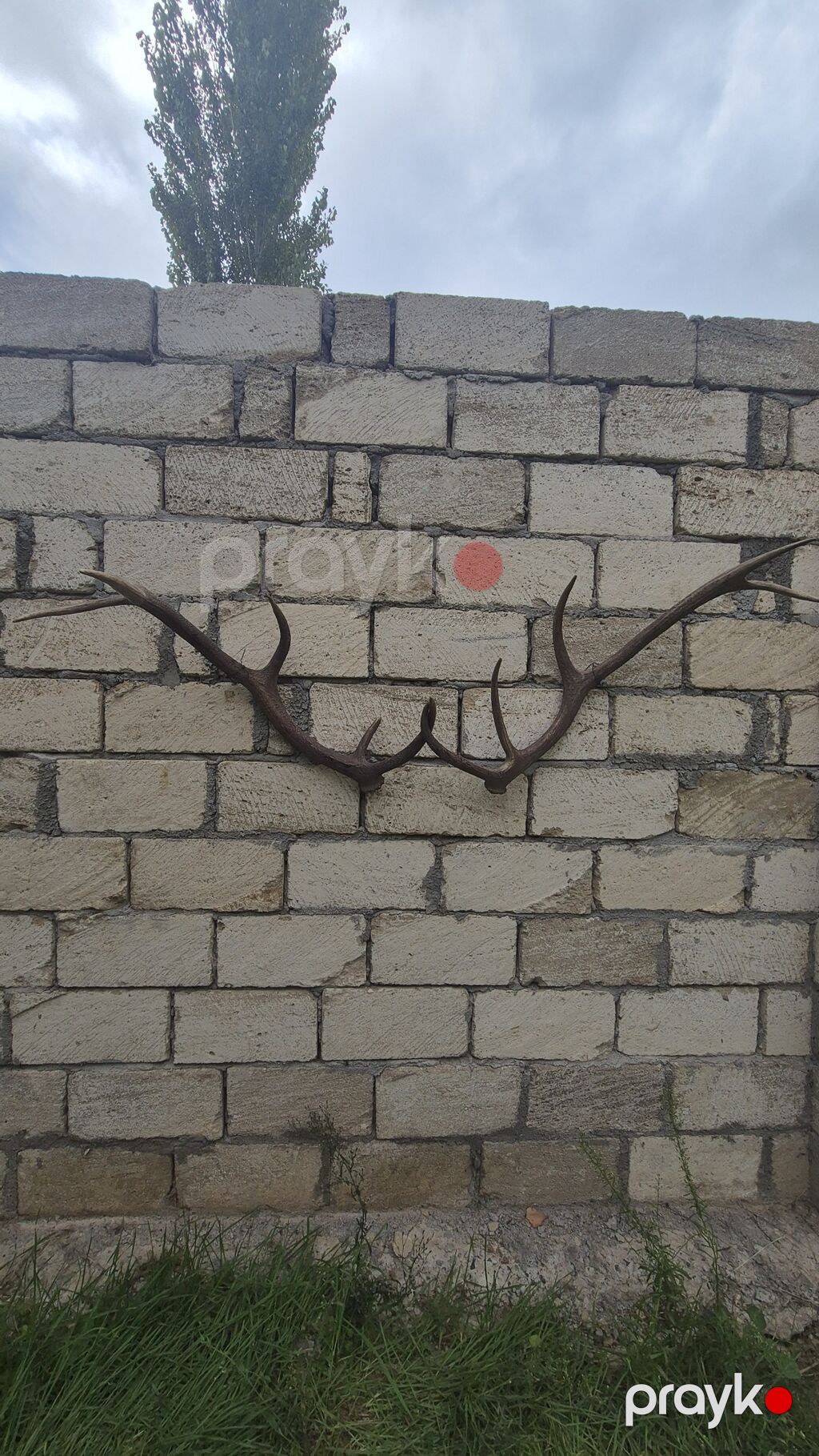 Məhsul: Təbii maral buynuzu dəsti (cüt) Təsvir: - Təbiətdən — Digər, Füzuli (6)