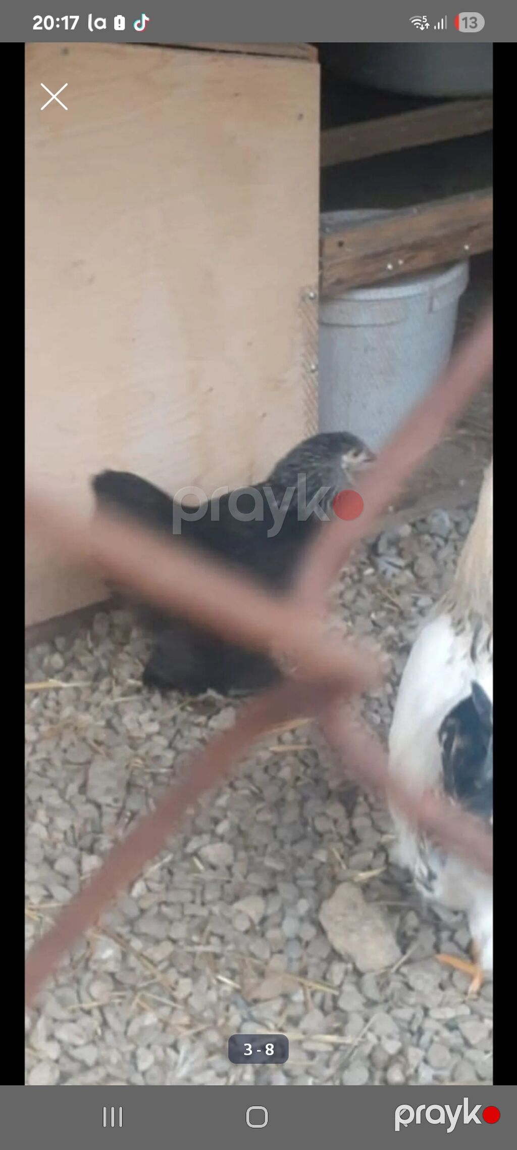 Satılır: iri cins ev quşları yumurta satlir 1.50 teze yumurtalar — Toyuq və xoruz, Masazır (2)