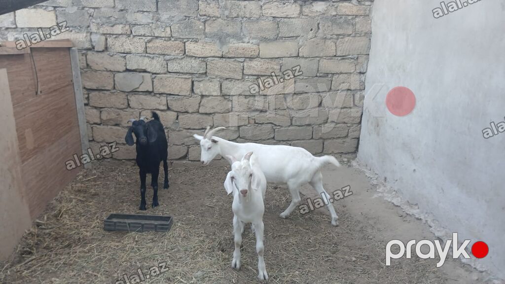 3 baş keçi - Növ: yerli süd və ət istiqamətli keçilər - Rənglər: 2 — Heyvanlar, Bakı (4)