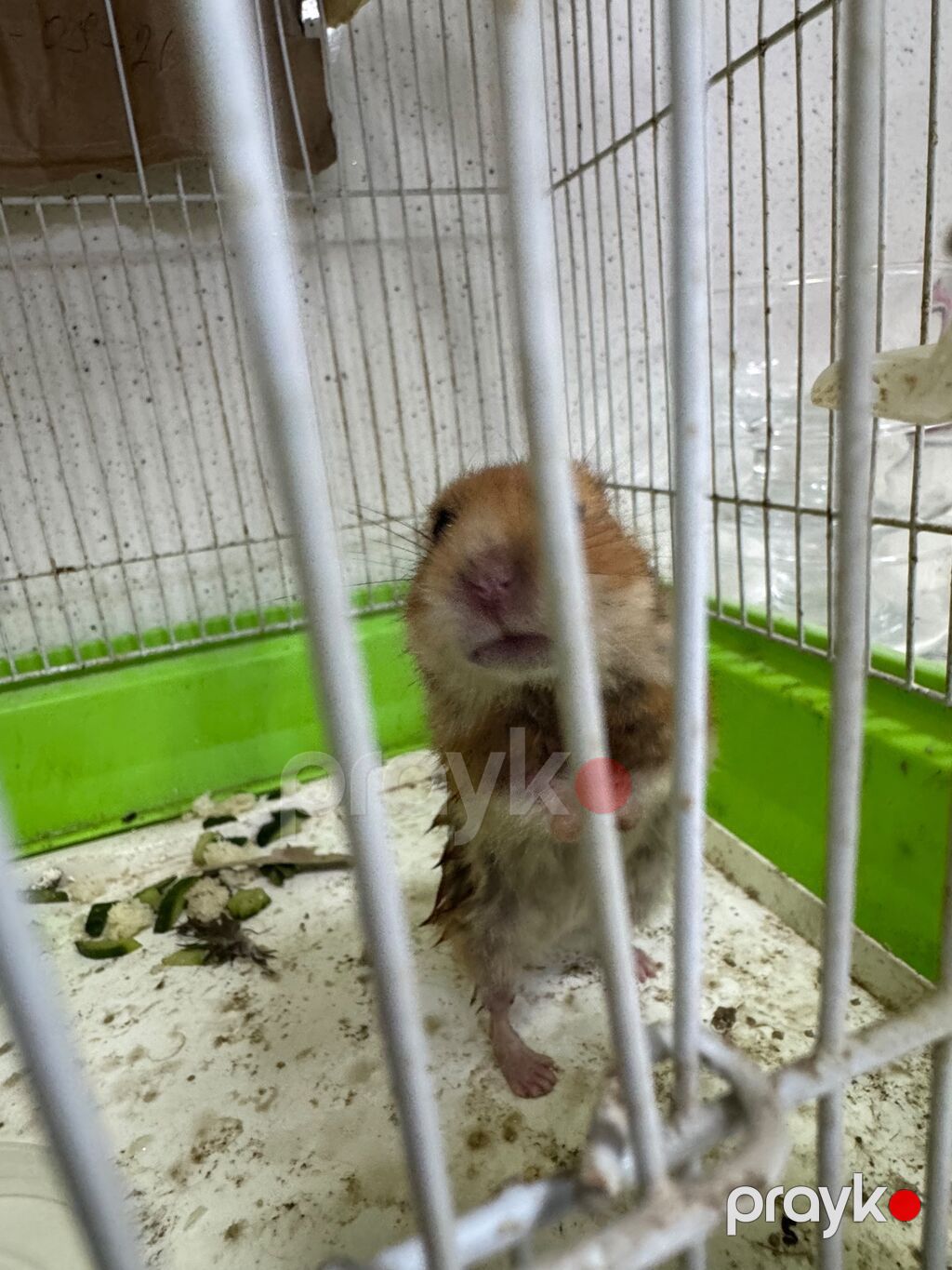 Ev heyvanı: Hamster (Suriya hamsteryanı) Təsvir: - Rəngi — Kəmiçilər, Bakı (4)
