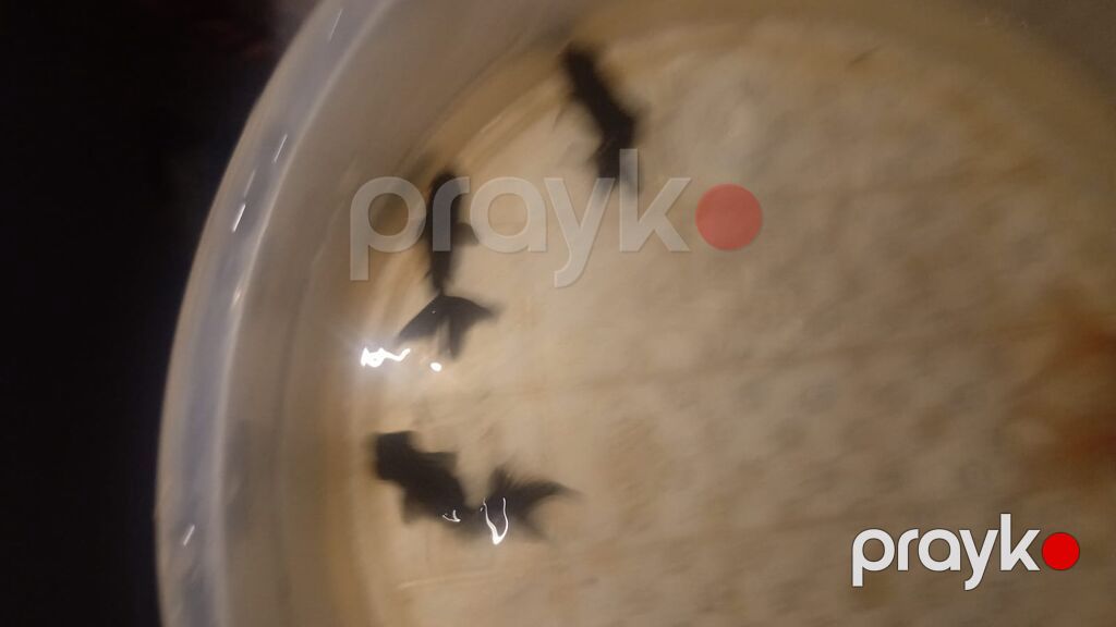 Qızıl balıq, Sülhsevər — Akvariumlar və balıqlar, Bakı (5)