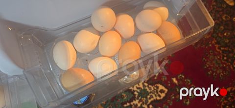 Kənd yumurtası — Bakı