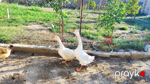 Linda qazları — Bakı