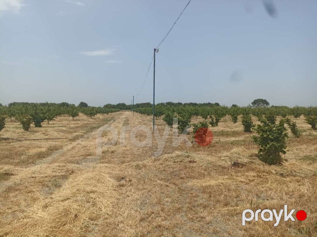 10000 sot torpaq sahəsi, Xaçmaz r — Torpaq, Xaçmaz (12)
