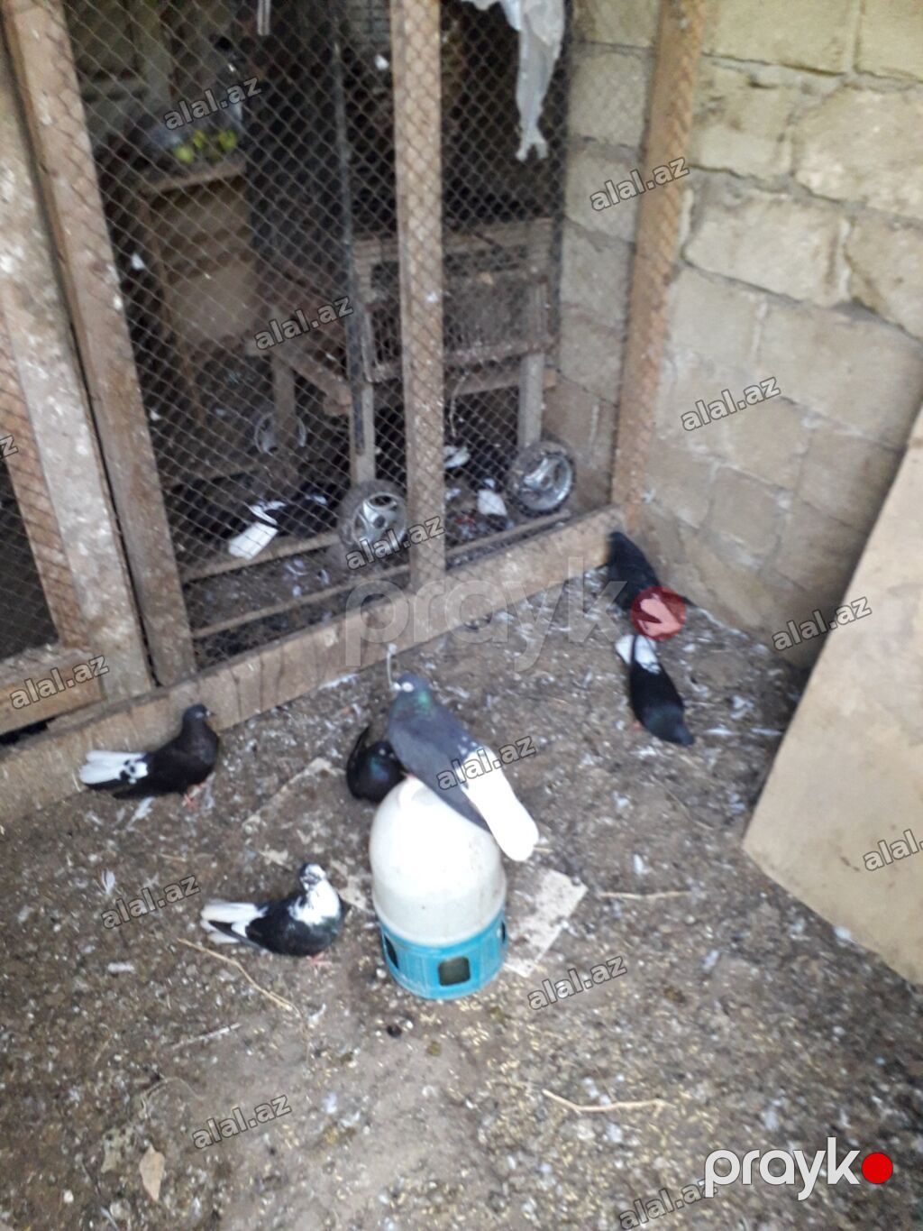 Qara aqquyryqdu saqlam heyvanlardi.Mastaqadadi — Heyvanlar, Bakı (3)