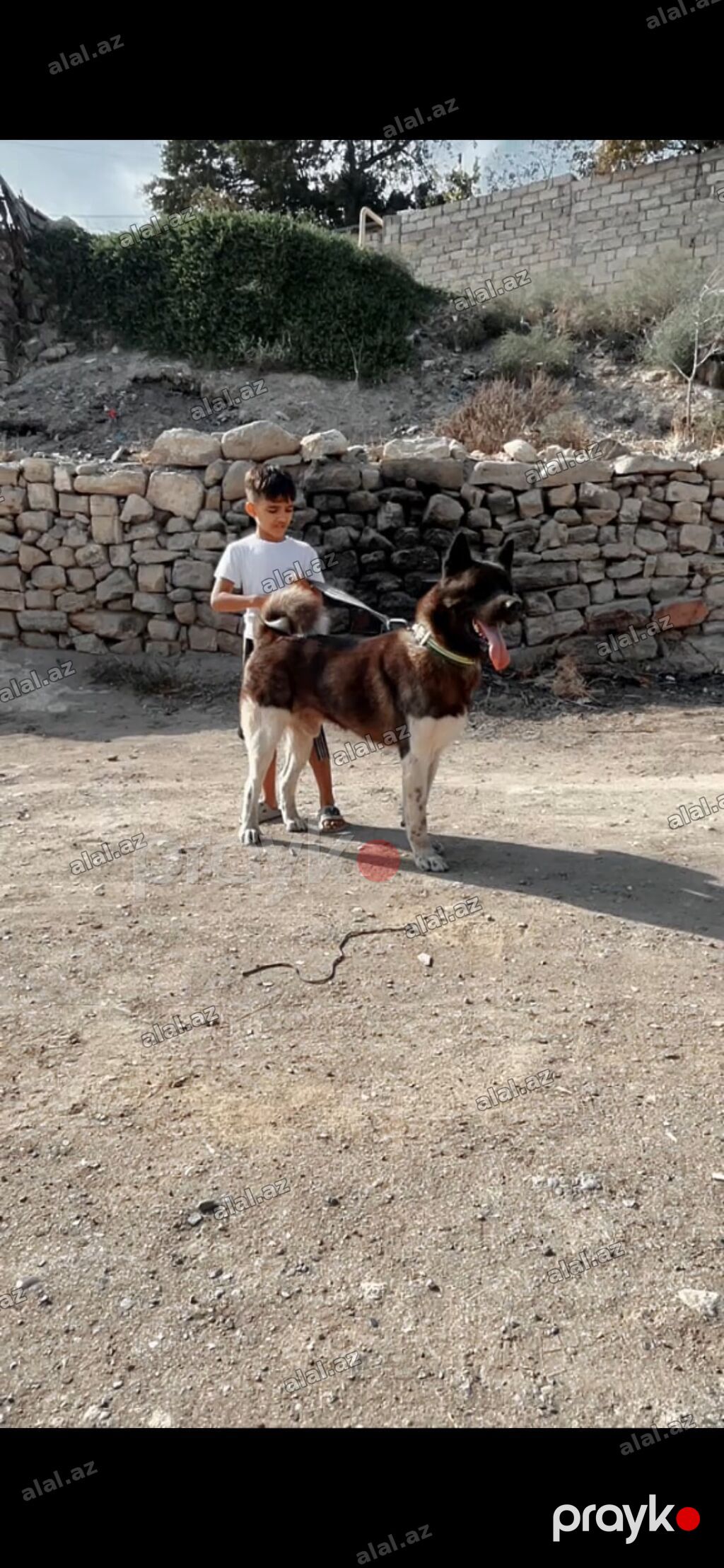Akita-inu, Peyvəndli, Ödənişli çatdırılma — Heyvanlar, Bakı (2)