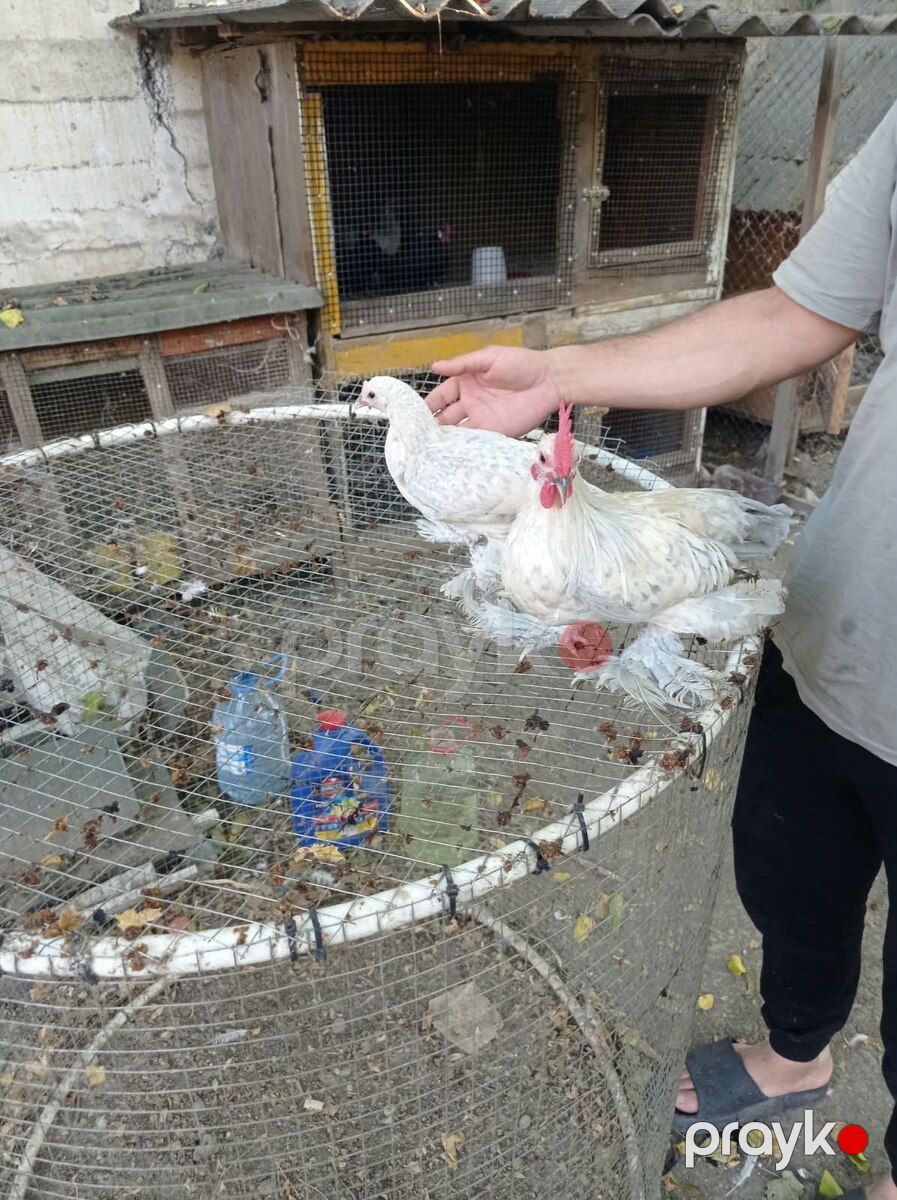 Yaponkalar — Quşlar, Bakı (7)