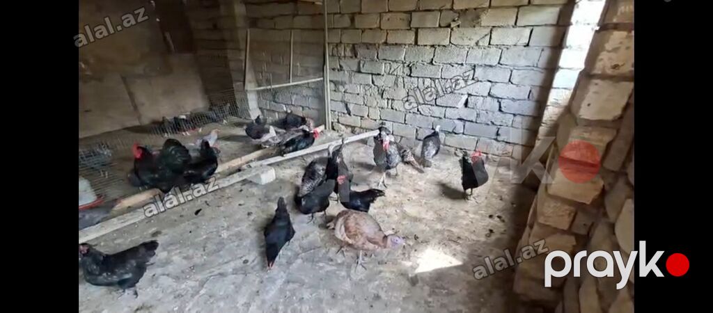 Toyuq, Damazlıq, Ünvandan götürmə — Quşlar, Bakı (4)