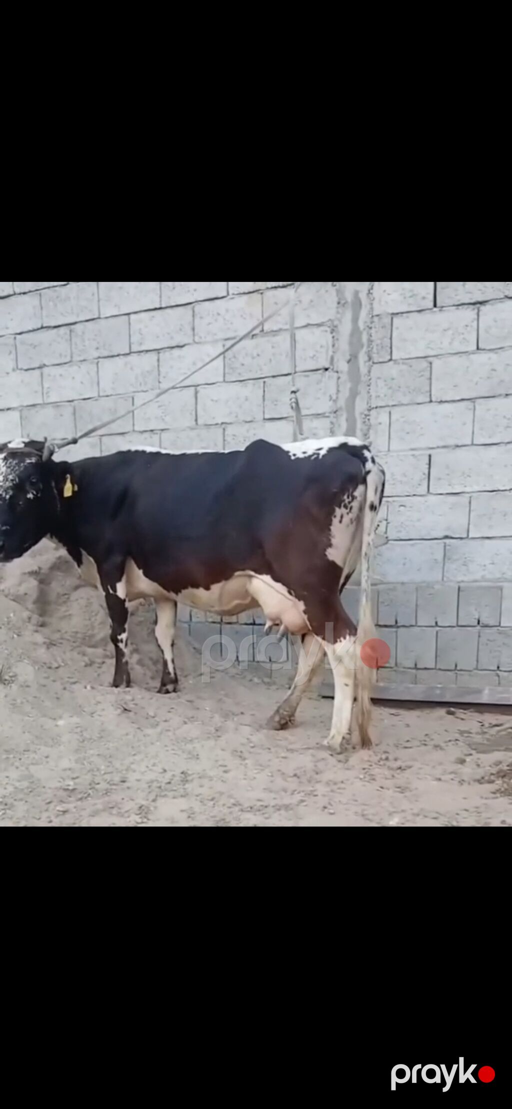 Siyah-ağ rəngli, iri süd verən inək və balası. - Cins tipi: Holştayn — Kənd təsərrüfatı heyvanları, Zaqatala (6)