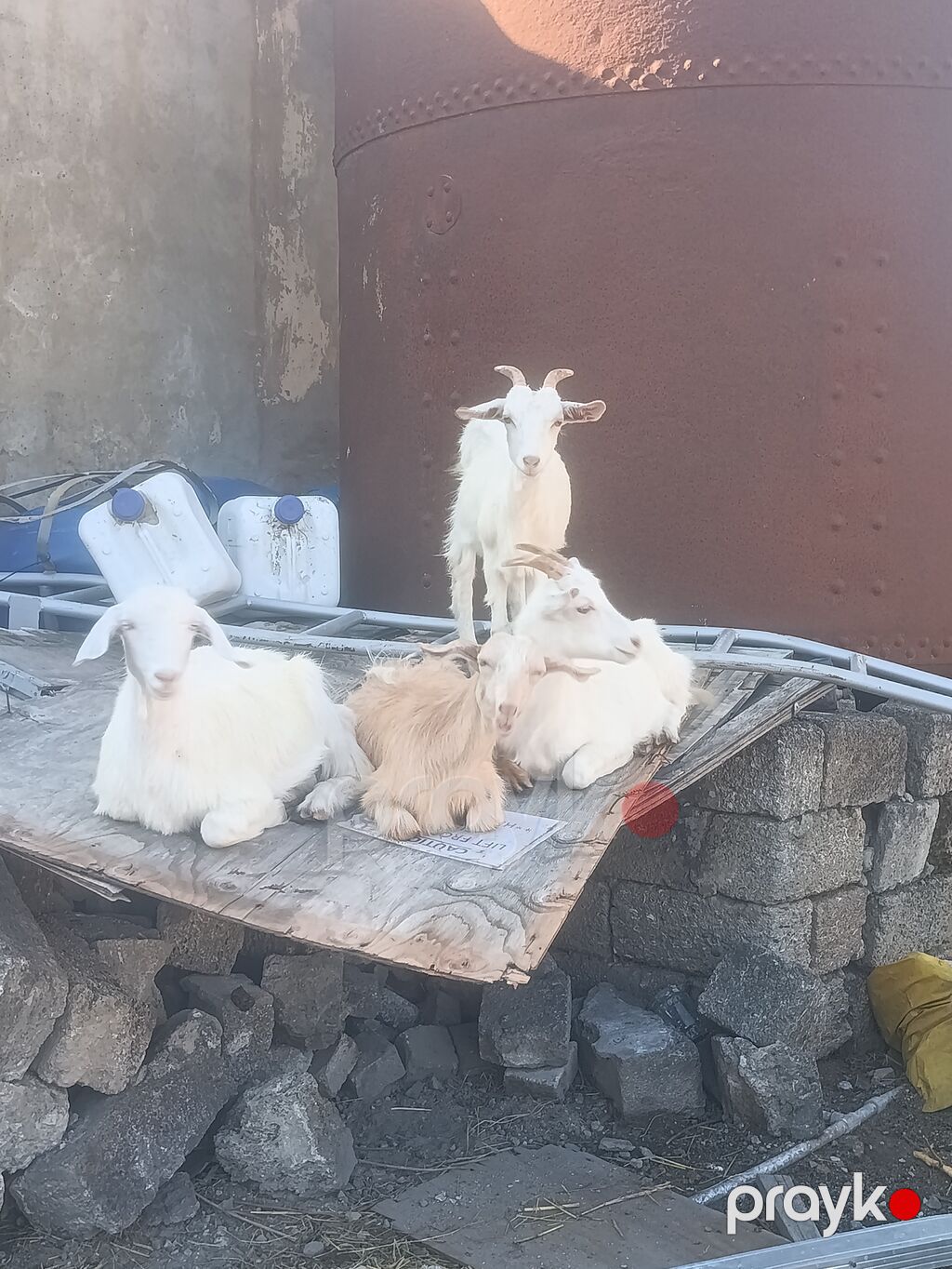 Salam Keçilər Satılır Sani 9 ədədi dişi Sani damazlıq Sani 4 — Kənd təsərrüfatı heyvanları, Digah (6)