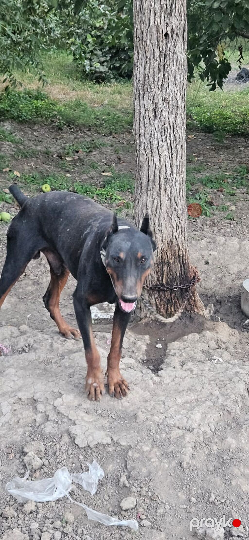 Doberman, Erkək — Köpəklər, Gəncə (2)