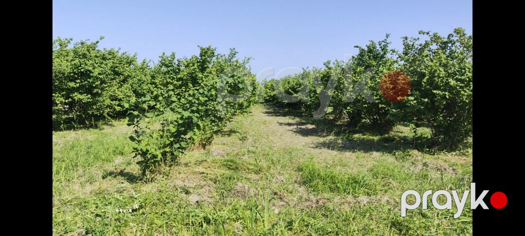 153 sot torpaq sahəsi, Xaçmaz r — Torpaq, Xaçmaz (2)