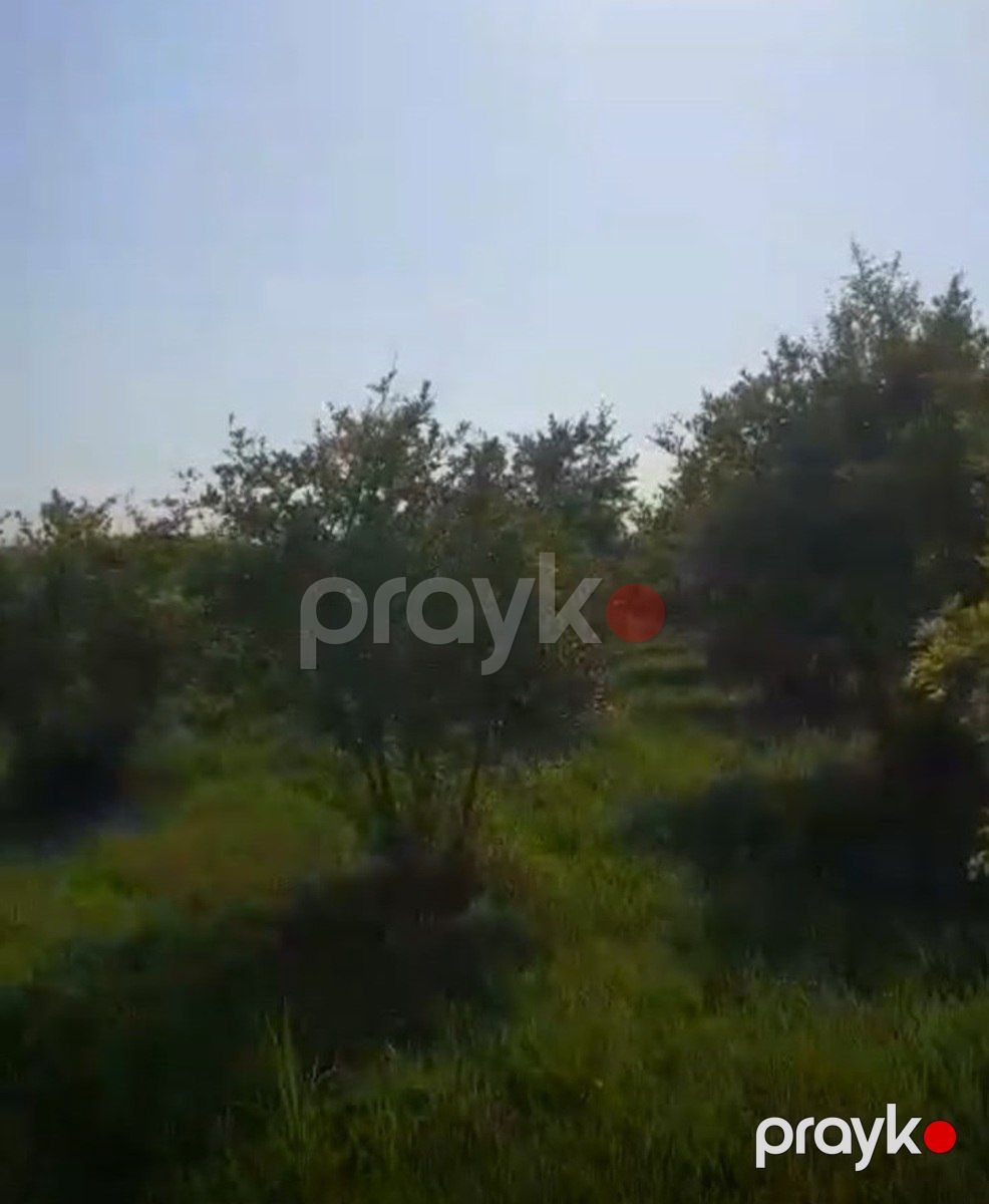 Satılır torpaq 3762.2 sot — Torpaq, Göyçay (4)