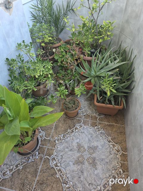 Balkon üçün dekorativ dibçək bitkiləri kolleksiyası - Aloe vera — Sumqayıt