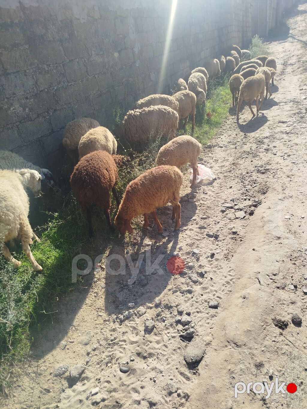 Qoyun sürüsü satılır. 27 quzudu biri 225 lə - Növ: yerli ətlik/südlük — Kənd təsərrüfatı heyvanları, Digah (2)