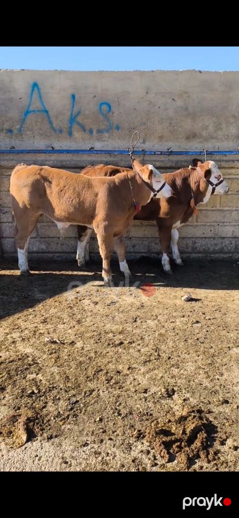 Simmental tipli dana/buzaqlar - Rəng: qəhvəyi-bəyaz, alnı və — Quba