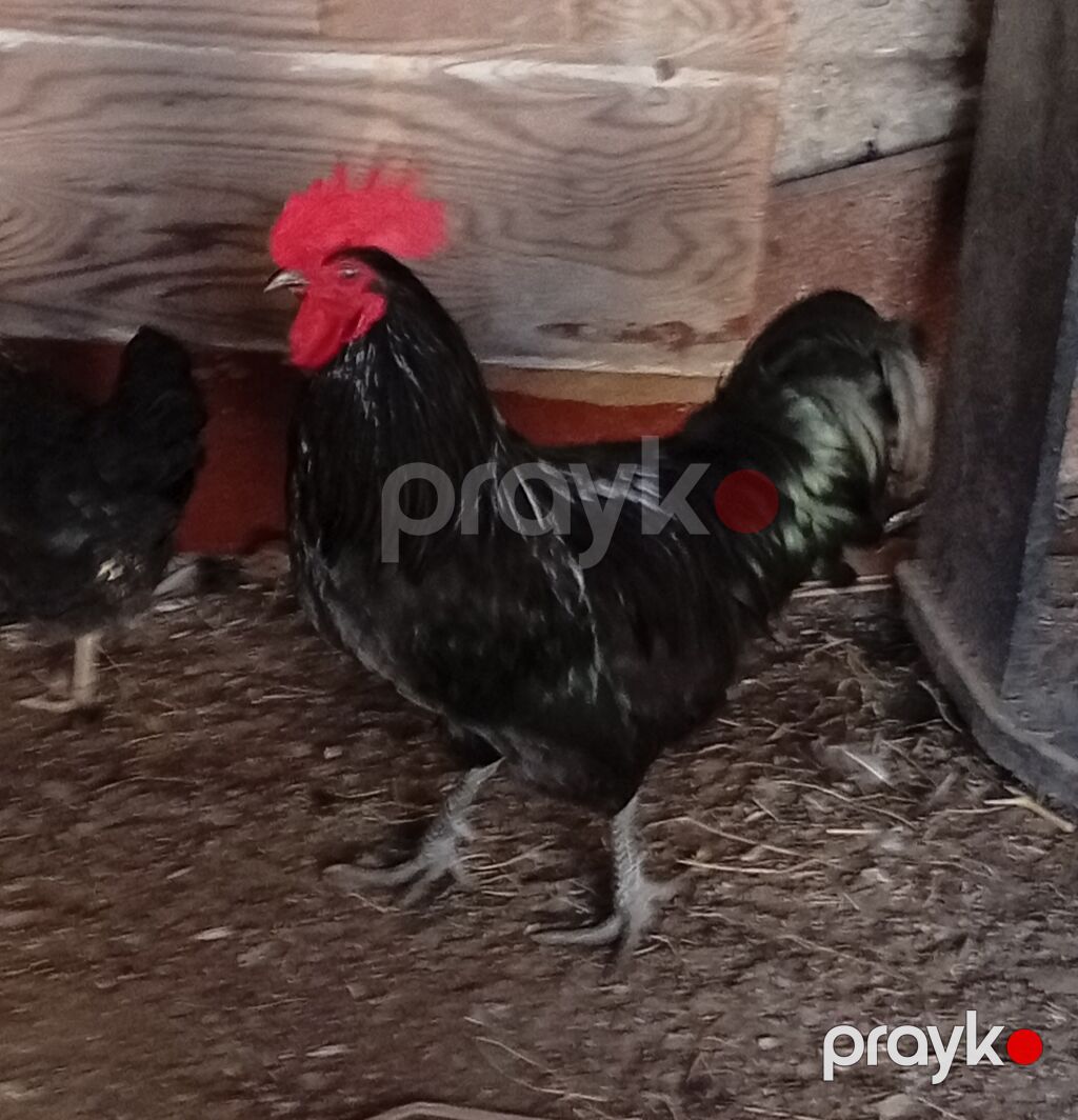 Xoruz, il: >5 Ünvandan götürmə — Toyuq və xoruz, Bakı (2)