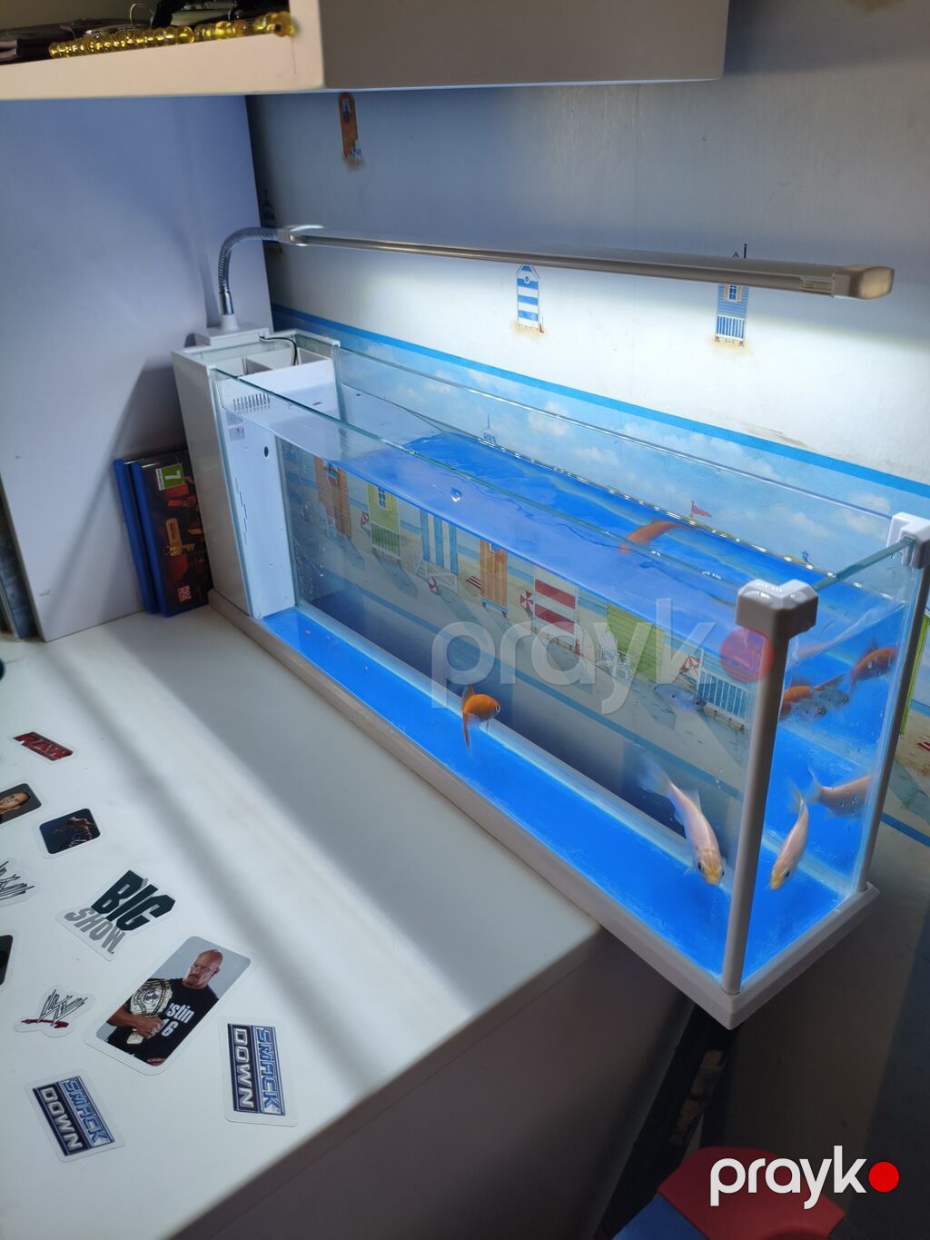 Dördbucaq akvarium, Balıqlarla birlikdə, 15 l, Ünvandan götürmə — Akvariumlar və balıqlar, Digah (4)