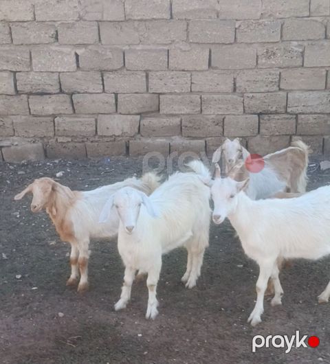 Hələb keçisi — Bakı