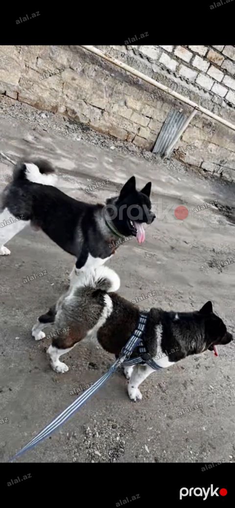 Akita-inu, Peyvəndli, Ödənişli çatdırılma — Bakı