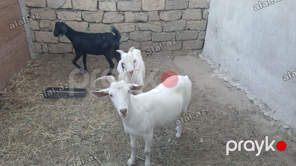 3 baş keçi - Növ: yerli süd və ət istiqamətli keçilər - Rənglər: 2 — Heyvanlar, Bakı (3)