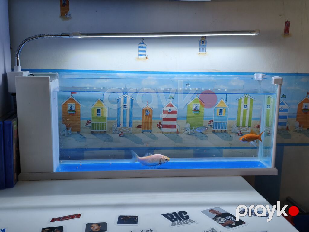 Dördbucaq akvarium, Balıqlarla birlikdə, 15 l, Ünvandan götürmə — Akvariumlar və balıqlar, Digah (2)