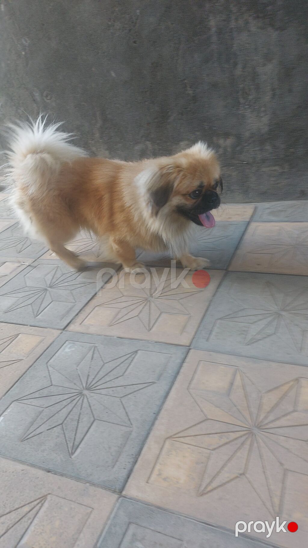 Pekines, 1 il, Erkək — Köpəklər, Gəncə (3)
