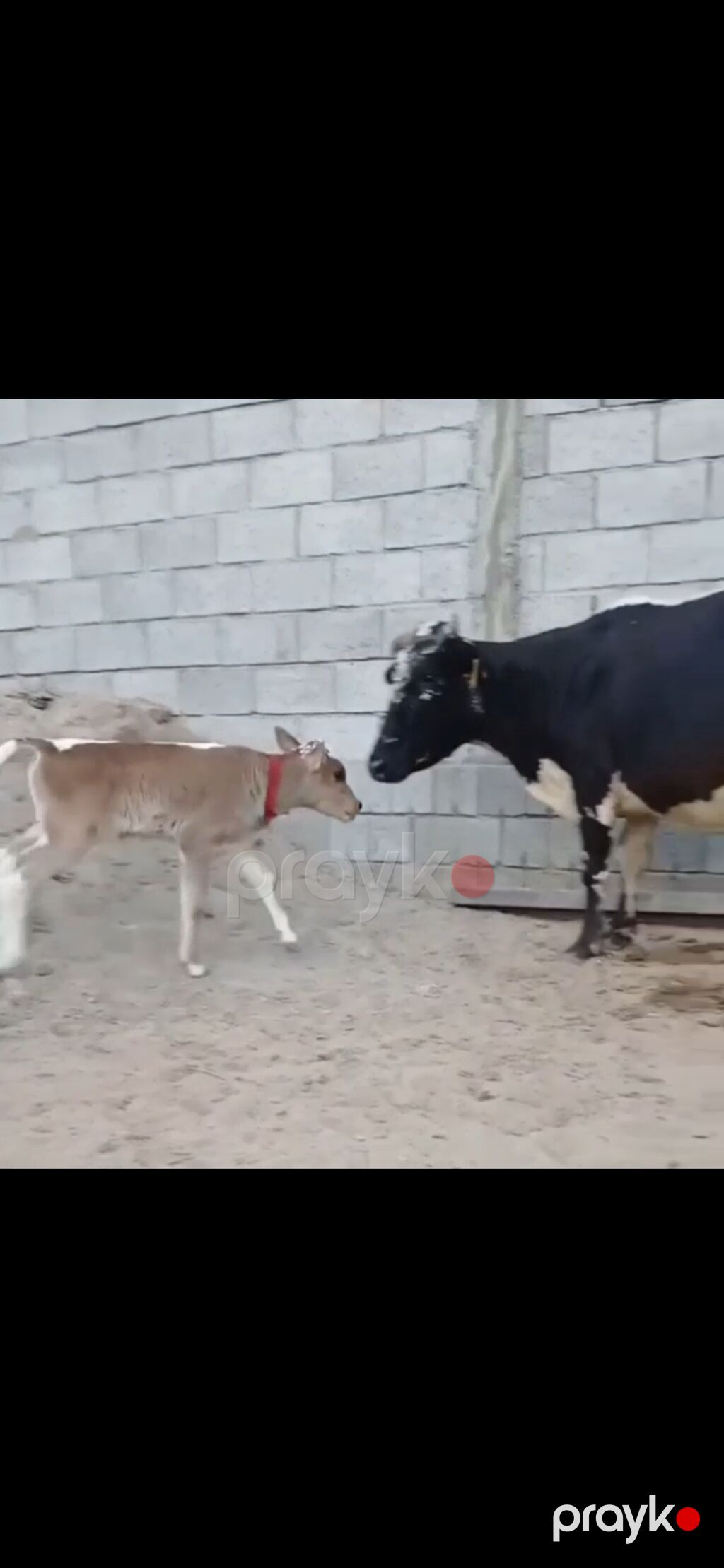 Siyah-ağ rəngli, iri süd verən inək və balası. - Cins tipi: Holştayn — Kənd təsərrüfatı heyvanları, Zaqatala (5)