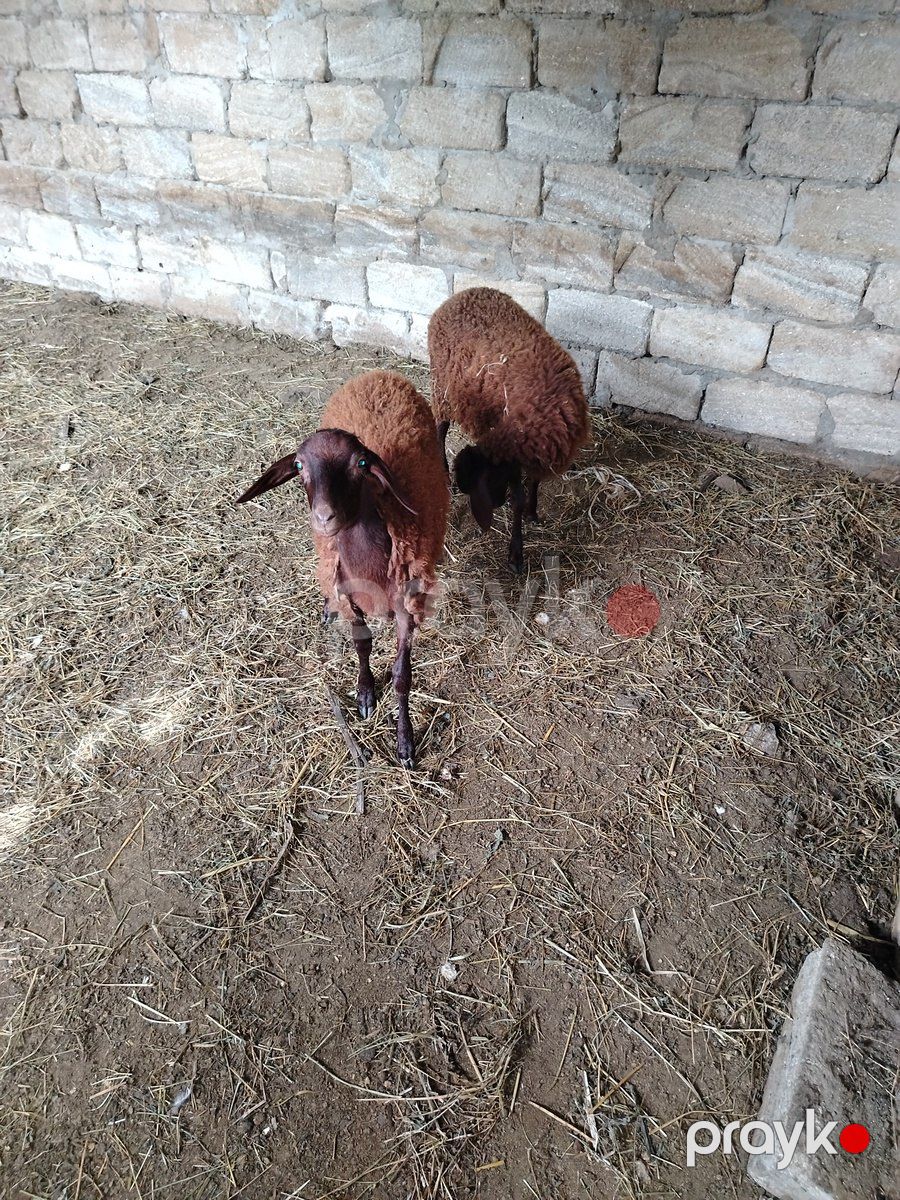Quzular — Kənd təsərrüfatı heyvanları, Bakı (2)