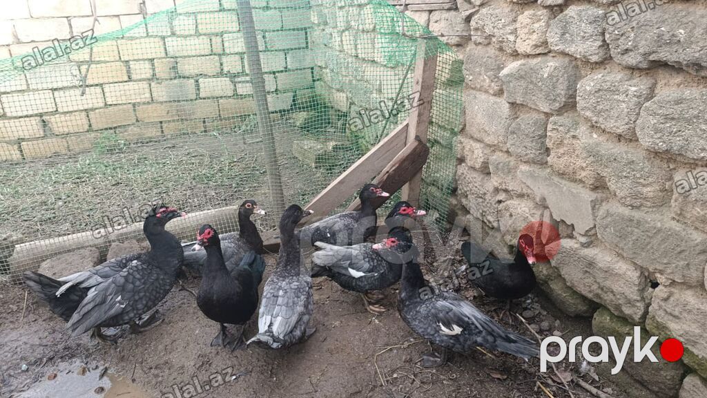 60 ədəd var heyvanlar təmiz Qandi yerində baxa bilersiz — Heyvanlar, Bakı (3)