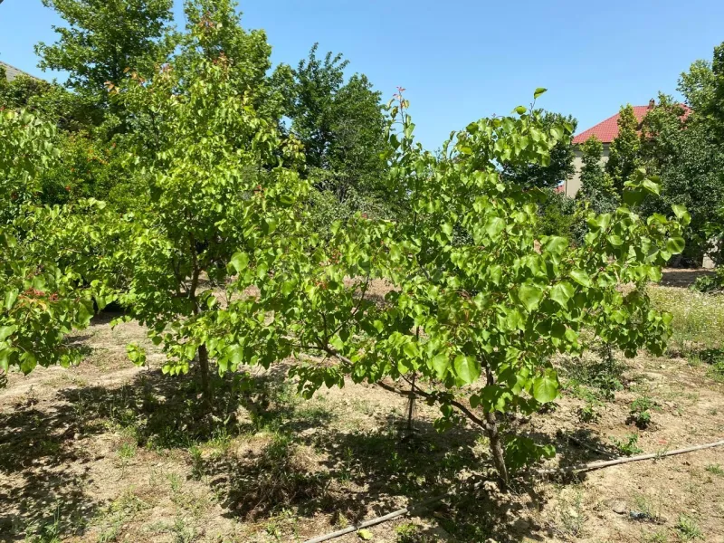 Satılır Torpaq 12 sot Bakı, Abşeron r., Novxanı — Torpaq, Bakı (4)