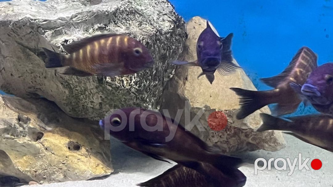Tropheus balığı — Akvariumlar və balıqlar, Bakı (3)